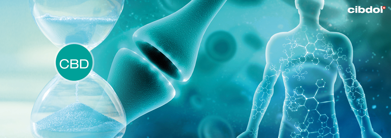 How long does CBD stay in your system